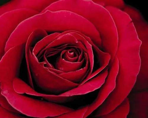 red roses