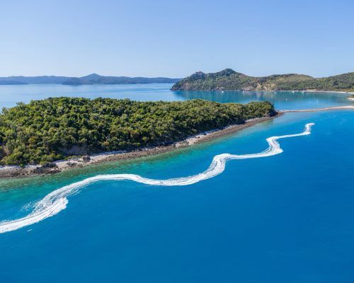 whale watching in airlie beach